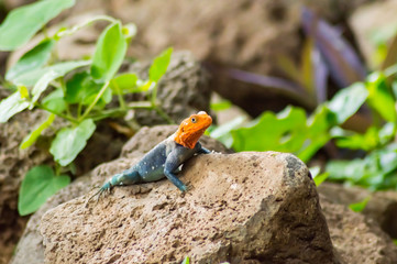 Lizard called agame settlers in the savannah of Amboseli Park in Kenya