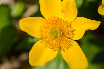 yellow flower puddle
