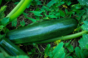Green squash growth in the garden. Selective focus.
