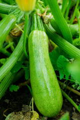 Green squash growth in the garden. Selective focus.