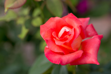 Beautiful rose flowers blooming,Macro