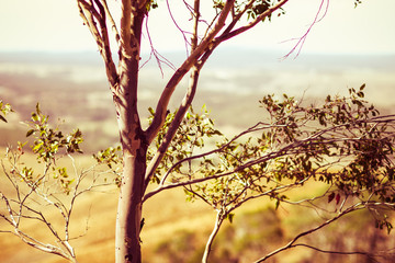 Australian Eucalyptus Red Gum