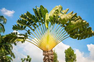 Fototapeta premium Traveller's tree or traveller's palm crown