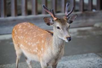 Deer in the rain day.