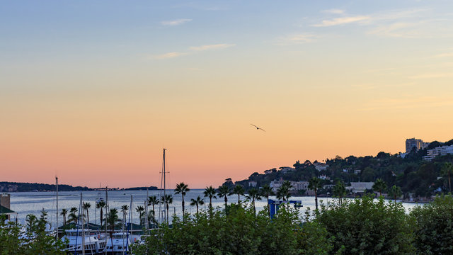 Panoramic sunset of a coast city with a seagull flying over the small harbor of Golfe Juan, C&ocirc;te d'azur