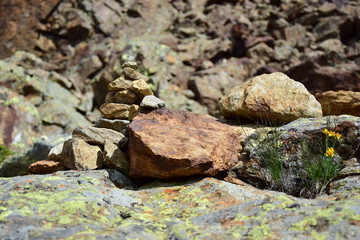 Alpenblumen im Fels