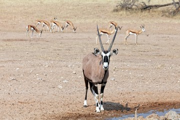 Oryx und Springböcke