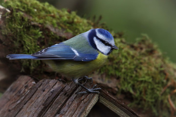 Fototapeta premium Blaumeise (Cyanistes caeruleus) sitzt auf Baumstamm