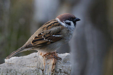 Feldsperling oder Feldspatz (Passer montanus) 