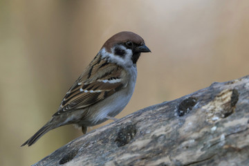 Feldsperling oder Feldspatz (Passer montanus) 