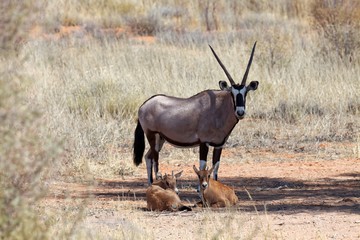 Oryx Kuh mit Jungtieren
