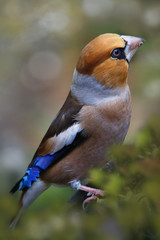  Kernbeißer (Coccothraustes coccothraustes) männchen