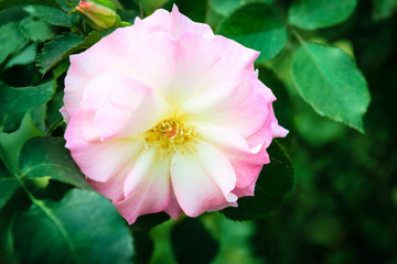 Obraz premium Rosa canina or dog rose fresh pink flower