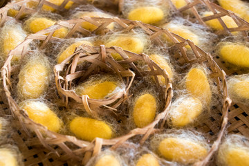 Closed up of group yellow cocoon of silk worm in weave nest background