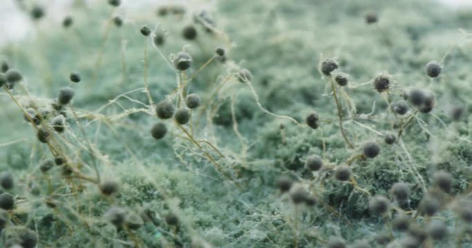 Hipper macro of mold on food, bread. Dolly shot. 4K.
