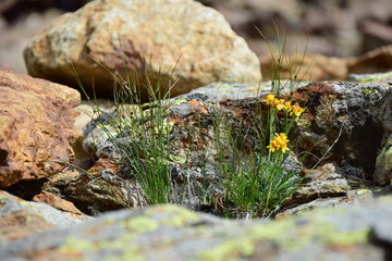 Alpenblumen im Fels