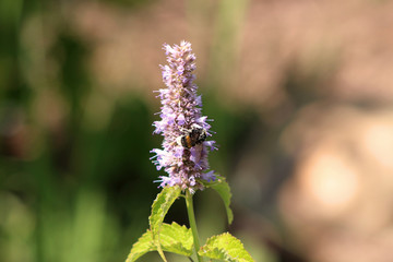 Bee gathering the pollen on Agastache rugosa in the sunny day.Agastache rugosa is a medicinal and ornamental plant. Commonly known as Korean Mint. Herbs in the garden.Blurred background.
