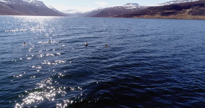 Flying over Eider ducks in a beautiful fjord in Iceland