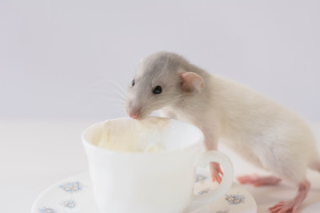 Rat eating in a cup like an human, rat as a pet, rat as a human  with white background