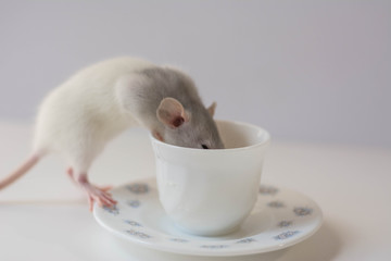 Rat eating in a cup like an human, rat as a pet, rat as a human  with white background