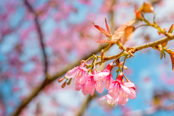 Wild Himalayan Cherry