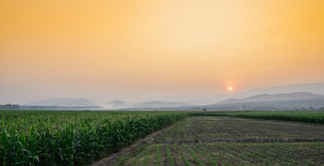 Landscape of young green corn field at Thailand agricultural garden and light shines sunset in the evening