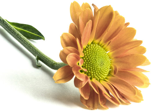 Daisy Dahlia flower