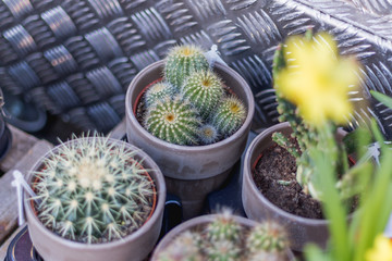 Cactus Plant Succulent