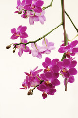 Purple orchid against a white background