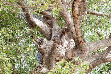Big Tree branches
