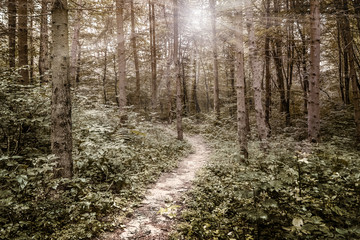 Obraz premium summer landscape: a forest with thick trees, through the trees the sun shines