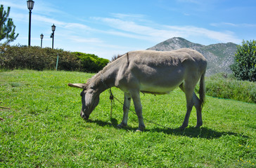 Grey Donkey 