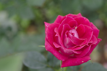 Red Roses on Valentine's Day
