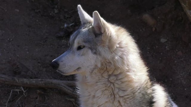 wolf listens and look for prey in rocky dirt environment