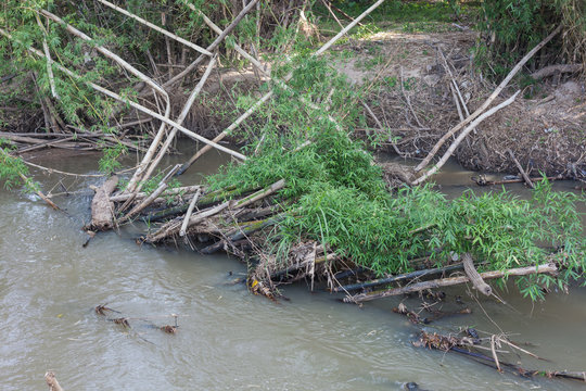 Trees Fall After Floods