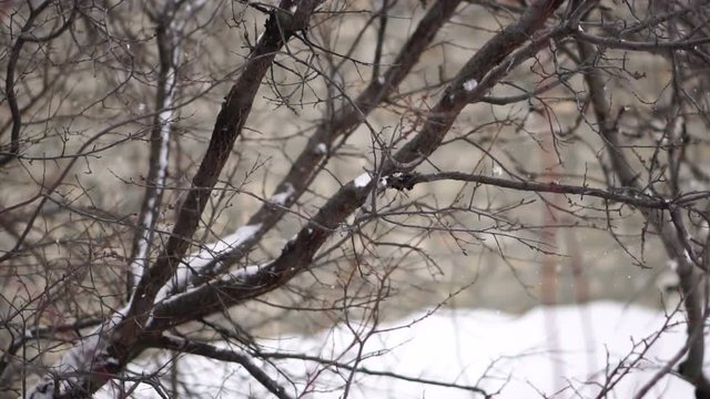 snowfall in the winter yard. Slow motion