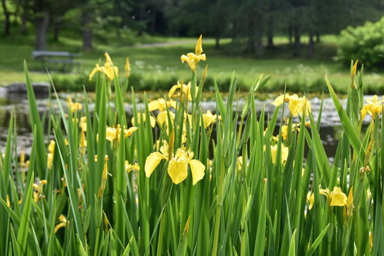 Yellow water Iris pseudacorus growing by a pond