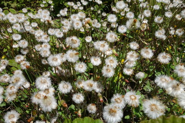 White dandelions