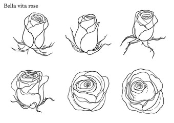 Rose vector set by hand drawing.Beautiful flower on white background.Rose art highly detailed in line art style.Bella vita rose for wallpaper.
