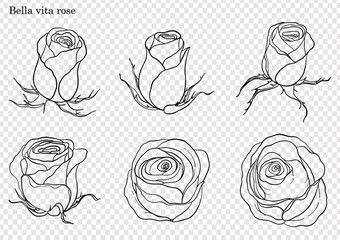 Rose vector set by hand drawing.Beautiful flower on white background.Rose art highly detailed in line art style.Bella vita rose for wallpaper.