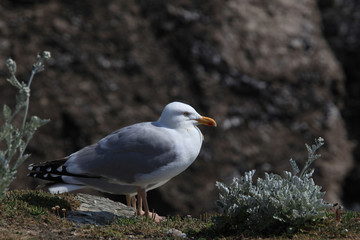 One seagull on the rocky coast in Brittany in sunny day, France
