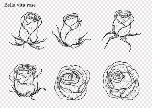 Rose vector set by hand drawing.Beautiful flower on white background.Rose art highly detailed in line art style.Bella vita rose for wallpaper.