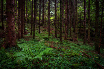 Forest with pine trees