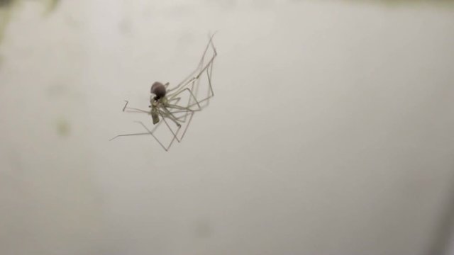 Long-Legged Spider Isolated on White