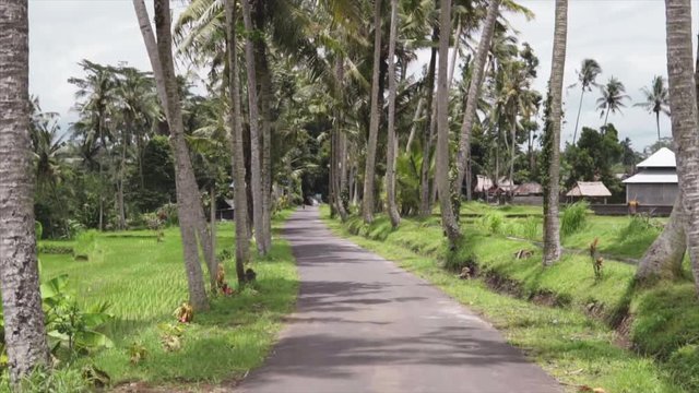 Empty road between the pulm trees and green tropical jungles for traveling. Exotic indonesian village surrounded in wild nature. Camera is moving smoothly along the road. Tourist eyes view point.