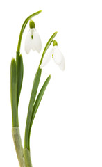snowdrop isolated