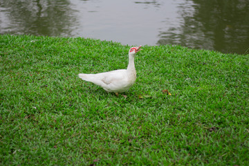 White duck in lake garden on summer.