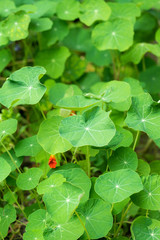 Field of nasturtium leaves (Tropaeolum)