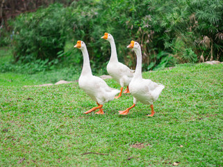 White goose in lake garden on summer.