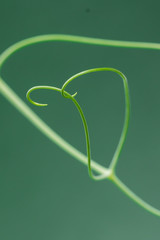 Pea tendrils (pisum sativum) supporting each other